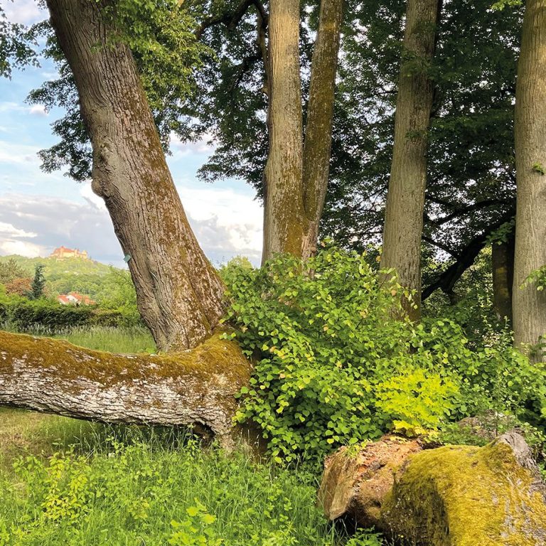 sieben alte Linden Die sieben alte Linden in der Südansicht