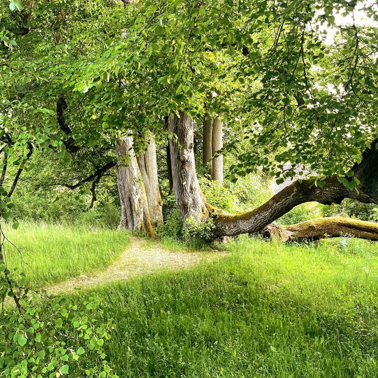 sieben alte Linden Die sieben alte Linden in der Westansicht